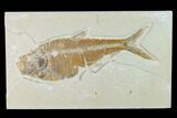 Bargain Fossil Fish (Diplomystus) - Green River Formation #138435-1
